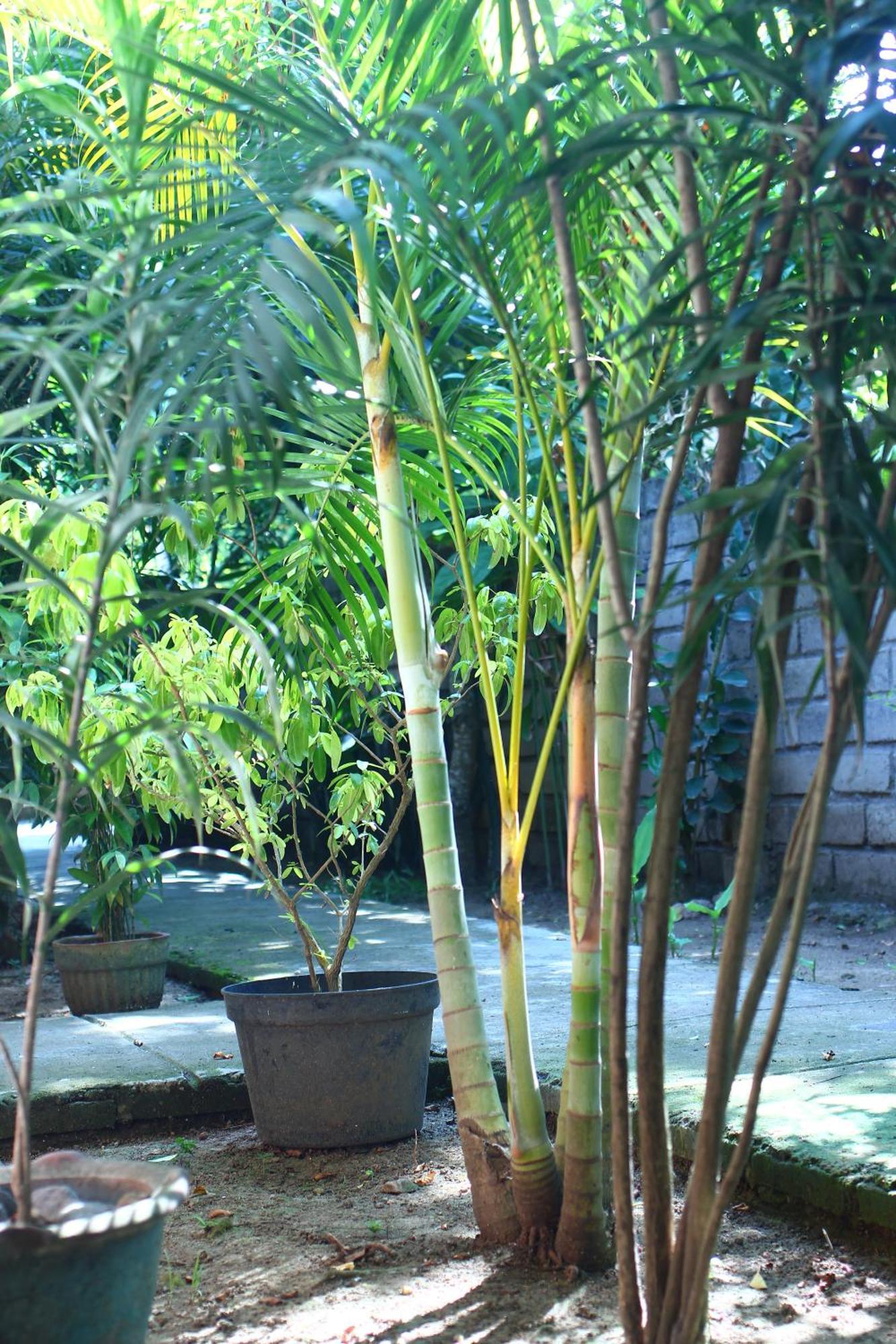 Three V Homestay Kuta  Екстер'єр фото